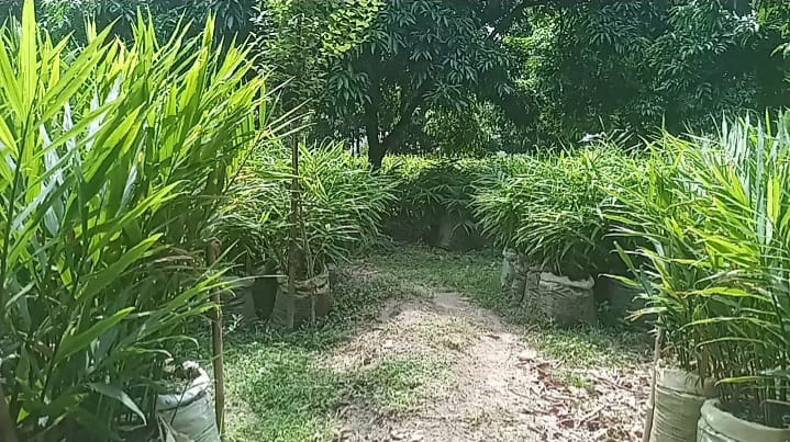 রংপুরে বস্তায় মসলা চাষ