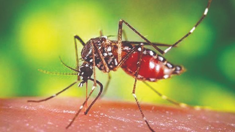 চট্টগ্রামে আবারও বাড়ছে ডেঙ্গু: এক নারীর মৃত্যু, হাসপাতালে ৩৯