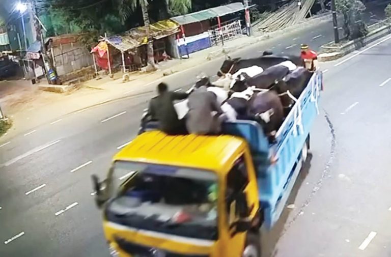 চট্টগ্রামে ডেইরি ফার্মের তিনজনের হাত-পা বেঁধে ১৪টি গরু ডাকাতি