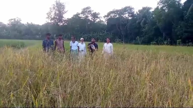 সন্দ্বীপে প্রথমবারের মত বিনা চাষে রিল পদ্ধতিতে সরিষা আবাদ 