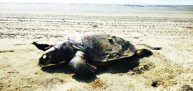 কক্সবাজার সৈকতে ৬ দিনে ভেসে এলো ৮৪টি মৃত কচ্ছপ