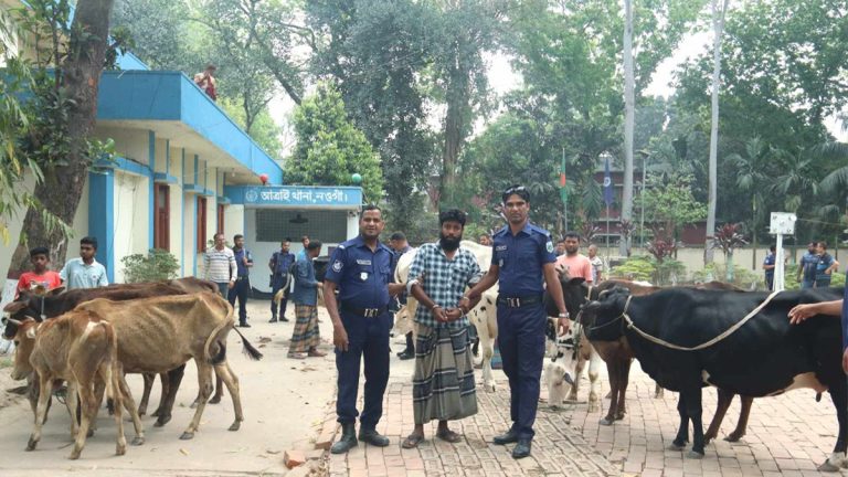 বিএনপি নেতার বাসা থেকে ১৩টি চোরাই গরু উদ্ধার, অভিযুক্ত যুবক গ্রেফতার