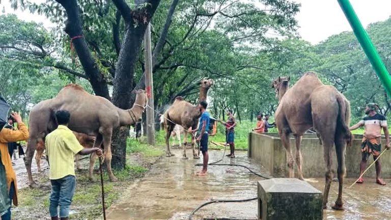 চট্টগ্রামে পশুর হাটে এল উট, দাম হাঁকা হচ্ছে ৩০-৩৫ লাখ