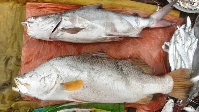 নাফ নদীর বড়শিতে ২২ কেজির কোরাল ও ১৭ কেজির রিঠা মাছ ধরা