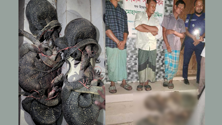 চন্দনাইশে বাজার থেকে উদ্ধার ৫টি গুইসাপ বনে অবমুক্ত