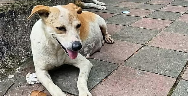 সরকারি গাড়ির চাপায় অন্তঃসত্ত্বা কুকুরের মৃত্যু, দুজনের বিরুদ্ধে মামলা