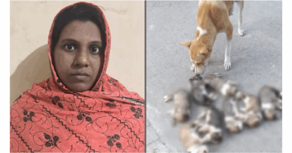 ঈশ্বরদীতে ৮ কুকুরছানা হত্যা মামলায় অভিযুক্ত সরকারী কর্মকর্তার স্ত্রী কারাগারে!