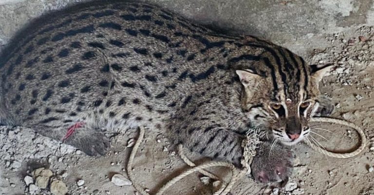 বোয়ালখালীতে মুরগির ঘর থেকে মেছো বাঘ উদ্ধার